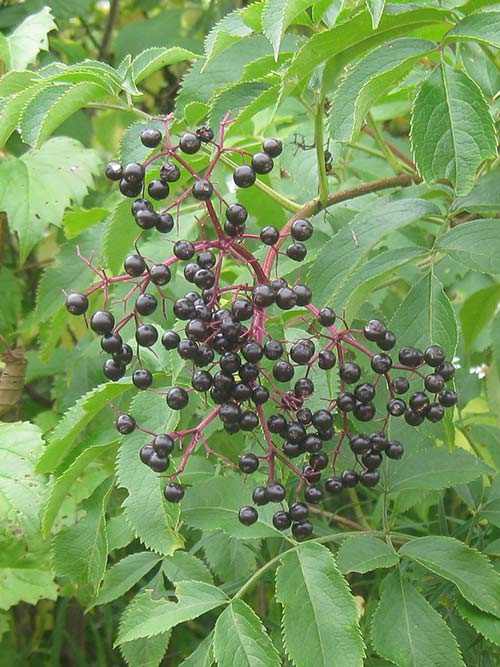 Sambucus canadensis (Elderberry) fruit
