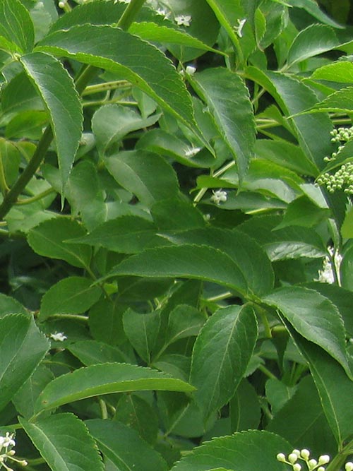 Sambucus canadensis (Elderberry) leaf & stem