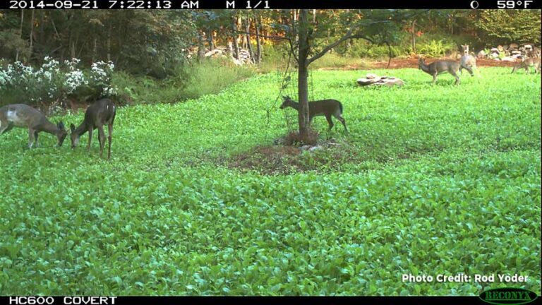 (Fall Sweets Wildlife Mix) first year