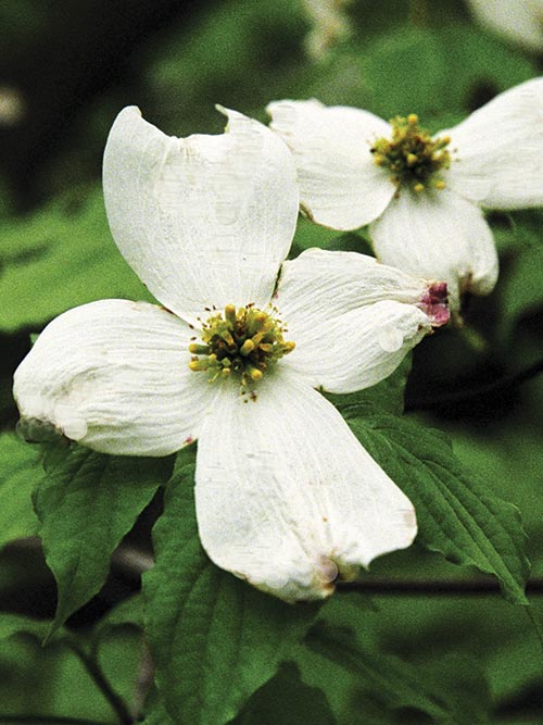 Cornus florida, PA Ecotype (Flowering Dogwood, PA Ecotype) bloom