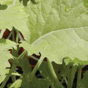 Brassica napus, Bonar (Forage Rape, 'Bonar') whole plant/field shot