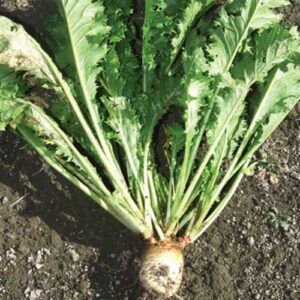 Brassica rapa, Appin (Forage Turnip, 'Appin') whole plant/field shot