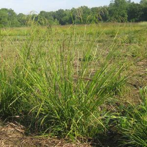 Glyceria striata, PA Ecotype (Fowl Mannagrass, PA Ecotype) whole plant/field shot