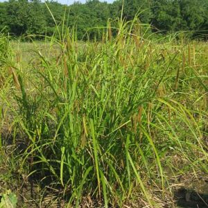 Carex crinita, PA Ecotype (Fringed Sedge, PA Ecotype) whole plant/field shot