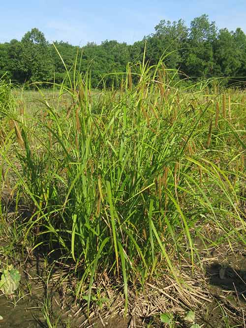 Carex crinita, PA Ecotype (Fringed Sedge, PA Ecotype) whole plant/field shot