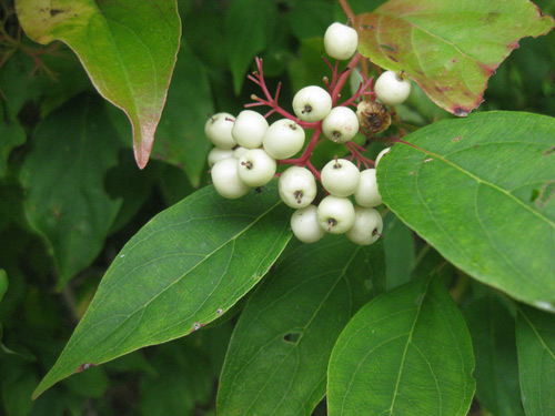 Cornus racemosa, IA Ecotype (Gray Dogwood, IA Ecotype) fruit