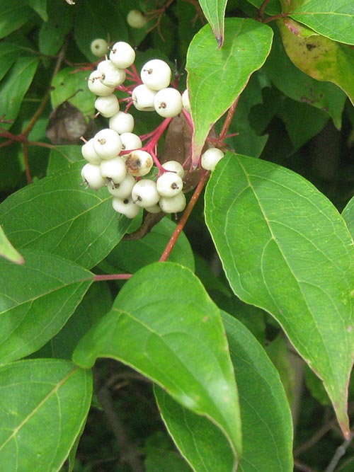 Cornus racemosa, IA Ecotype (Gray Dogwood, IA Ecotype) leaf & stem