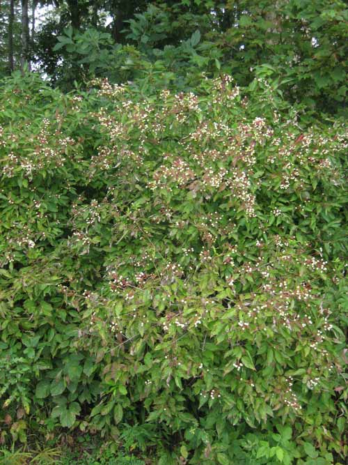 Cornus racemosa, IA Ecotype (Gray Dogwood, IA Ecotype) whole plant - summer