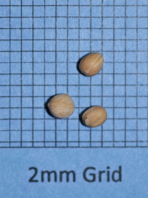 Cornus racemosa, IA Ecotype (Gray Dogwood, IA Ecotype) seed