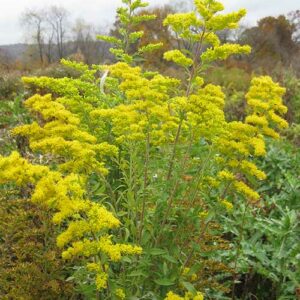 Solidago nemoralis, VA Ecotype (Gray Goldenrod, VA Ecotype) bloom