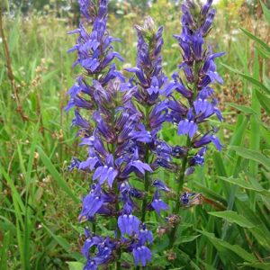 Lobelia siphilitca (Great Blue Lobelia) bloom close-up