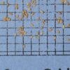 Scirpus atrovirens, PA Ecotype (Green Bulrush, PA Ecotype) seed