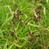 Scirpus atrovirens, PA Ecotype (Green Bulrush, PA Ecotype) seed head