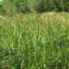 Scirpus atrovirens, PA Ecotype (Green Bulrush, PA Ecotype) whole plant/field shot