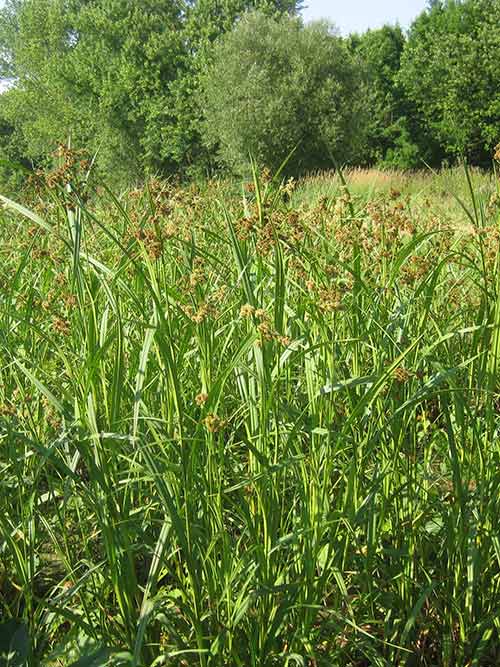 Scirpus atrovirens, PA Ecotype (Green Bulrush, PA Ecotype) whole plant/field shot