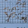 Muhlenbergia capillaris, FL Ecotype (Hairawn Muhly, FL Ecotype) seed