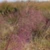 Muhlenbergia capillaris, FL Ecotype (Hairawn Muhly, FL Ecotype) seed head