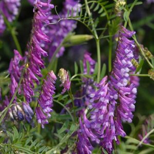 Vicia villosa, 'Purple Bounty' (Hairy Vetch, 'Purple Bounty') bloom
