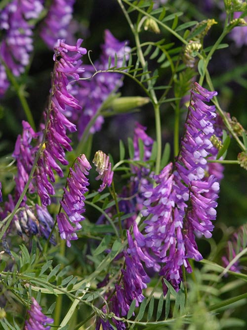 Vicia villosa, 'Purple Bounty' (Hairy Vetch, 'Purple Bounty') bloom