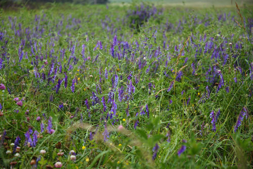 Vicia villosa, 'Purple Bounty' (Hairy Vetch, 'Purple Bounty') whole plant/field shot
