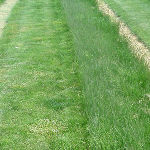 Festuca brevipila, 'Beacon' (Hard Fescue, 'Beacon') production field