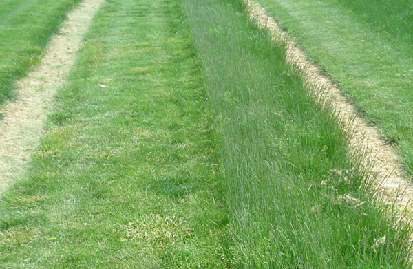 Festuca brevipila, 'Beacon' (Hard Fescue, 'Beacon') production field