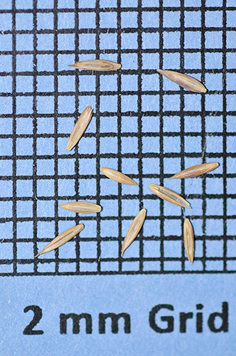 Festuca ovina var. duriuscula, Variety Not Stated (Hard Fescue, Variety Not Stated) seed