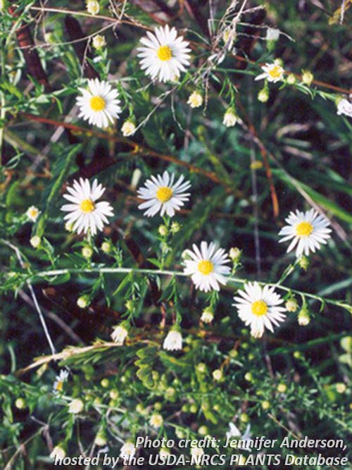 Aster pilosus, PA Ecotype (Heath Aster, PA Ecotype) bloom