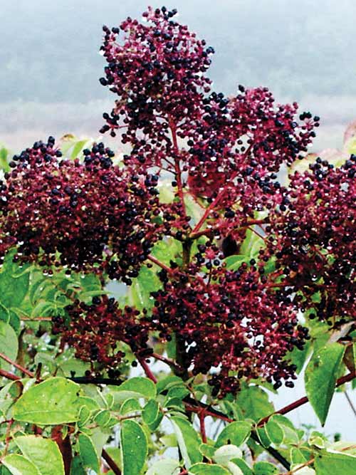 Aralia spinosa, PA Ecotype (Hercules' Club, PA Ecotype) fruit