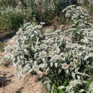 Pycnanthemum incanum (Hoary Mountainmint) full bloom