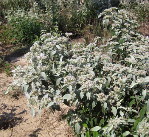 Pycnanthemum incanum (Hoary Mountainmint) full bloom