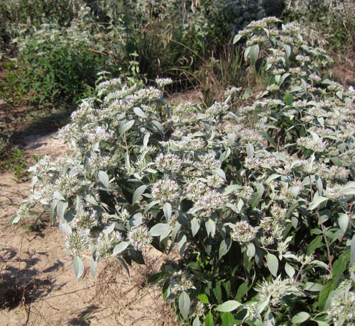 Pycnanthemum incanum, MD Ecotype (Hoary Mountainmint, MD Ecotype) whole plant/field shot