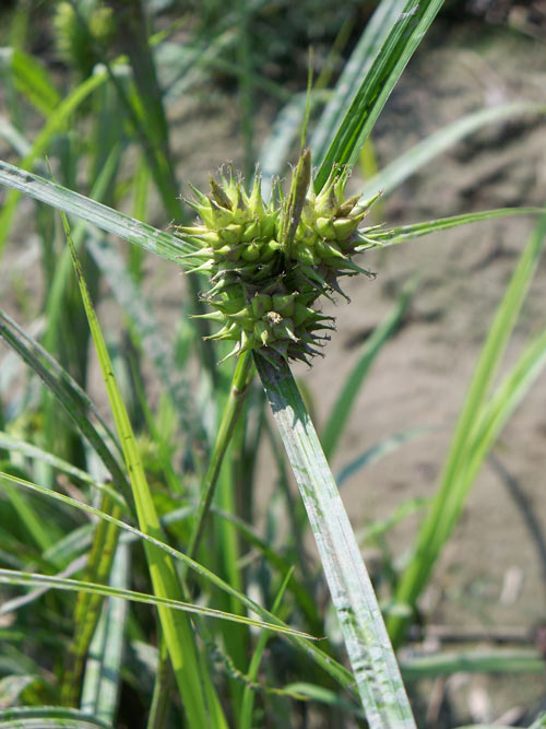 Carex lupulina, MD Ecotype (Hop Sedge, MD Ecotype) seed head