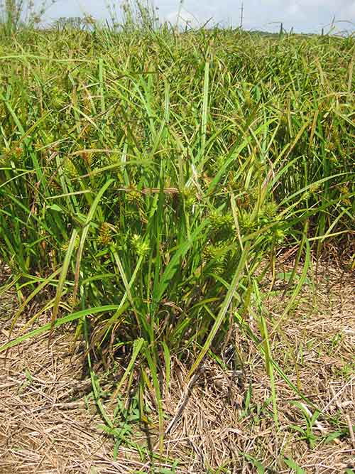 Carex lupulina, MD Ecotype (Hop Sedge, MD Ecotype) whole plant/field shot