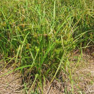 Carex lupulina, PA Ecotype (Hop Sedge, PA Ecotype) whole plant/field shot