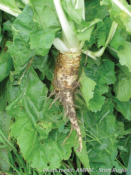 Brassica rapa, Pasja (Hybrid Forage Turnip, 'Pasja') whole plant/field shot