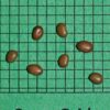 Desmanthus illinoensis (Illinois Bundleflower) seed