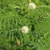 Desmanthus illinoensis (Illinois Bundleflower) bloom