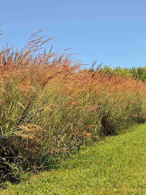 Sorghastrum nutans, NY4 Ecotype (Indiangrass, NY4 Ecotype) whole plant/field shot