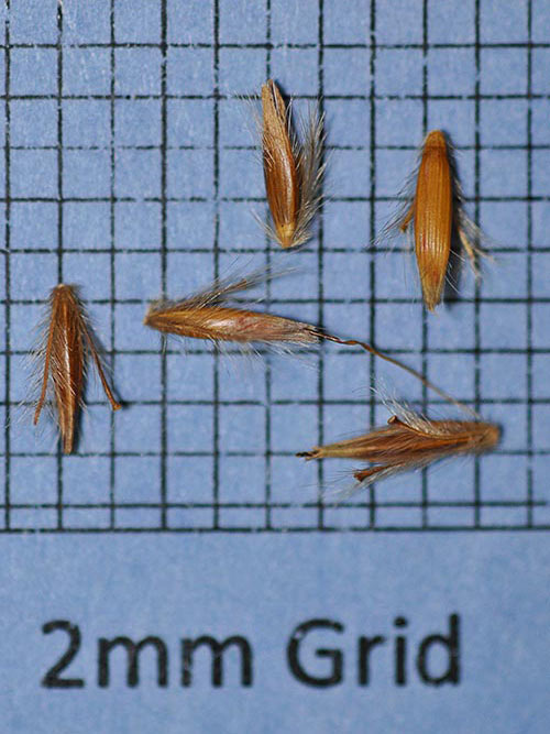 Sorghastrum nutans, 'Prairie View'-IN Ecotype (Indiangrass, 'Prairie View'-IN Ecotype) seed