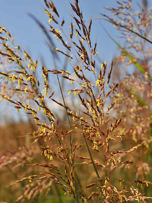 Sorghastrum nutans, 'Prairie View'-IN Ecotype (Indiangrass, 'Prairie View'-IN Ecotype) bloom