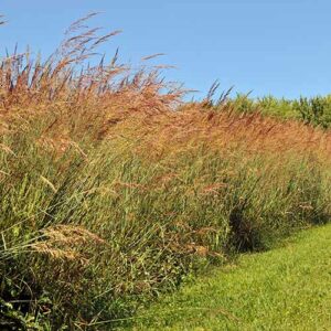 Sorghastrum nutans, 'Prairie View'-IN Ecotype (Indiangrass, 'Prairie View'-IN Ecotype) whole plant/field shot