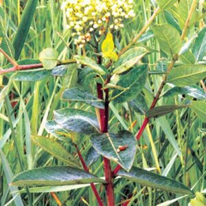 Apocynum cannabinum, PA Ecotype (Indianhemp, PA Ecotype) bloom