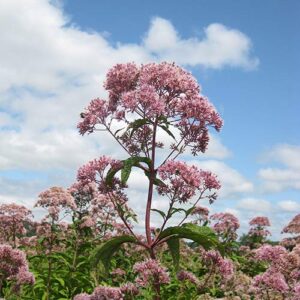 Eupatorium fistulosum, PA Ecotype (Joe Pye Weed, PA Ecotype) bloom close-up