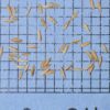 Poa pratensis, 'Baron' (Kentucky Bluegrass, 'Baron') seed