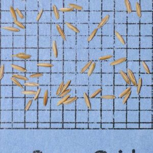 Poa pratensis, 'Ginger' (Kentucky Bluegrass, 'Ginger' (pasture type)) seed