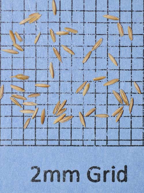 Poa pratensis, 'Navy' (Kentucky Bluegrass, 'Navy') seed