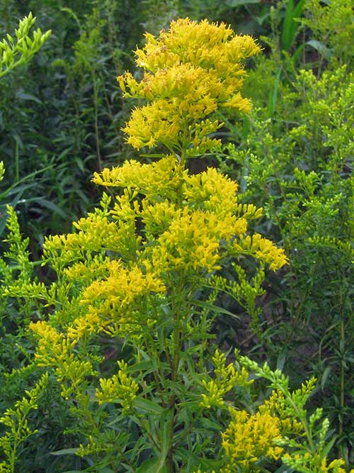 Solidago odora, PA Ecotype (Licorice Scented Goldenrod, PA Ecotype) bloom