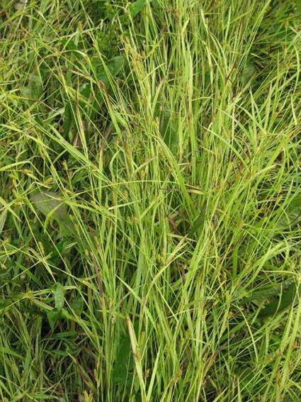 Carex granularis var. haleana, PA Ecotype (Limestone Meadow Sedge, PA Ecotype) whole plant/field shot