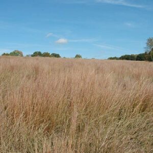 Schizachyrium scoparium, 'Blaze' (Little Bluestem, 'Blaze') whole plant/field shot